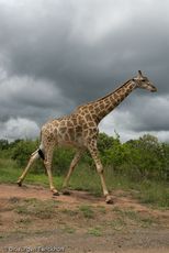 Giraffe (75 von 94).jpg